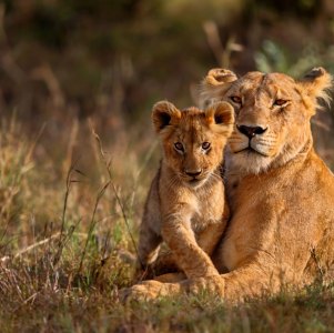 A-tender-moment-between-Lioness-and-cub