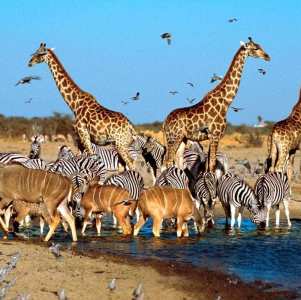 madikwe-ga5638357835780