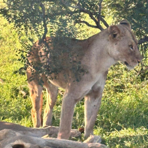 manyeleti-game-reserve-002