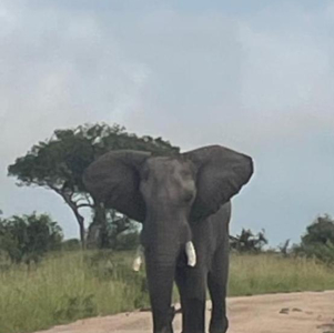 manyeleti-game-reserve-003