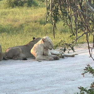 manyeleti-game-reserve-004