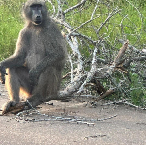 manyeleti-game-reserve-006