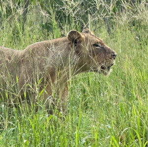 manyeleti-game-reserve-007