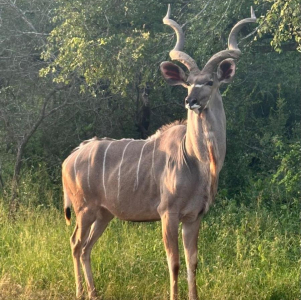 manyeleti-game-reserve-008