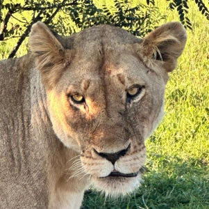 manyeleti-game-reserve-011