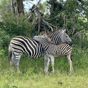 manyeleti-game-reserve-012