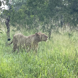 manyeleti-game-reserve-013