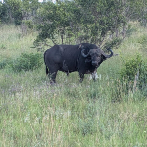 manyeleti-game-reserve-014