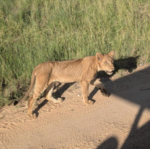 manyeleti-game-reserve-016